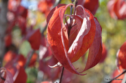 Cornus florida 'Cherokee Chief' — photo 4